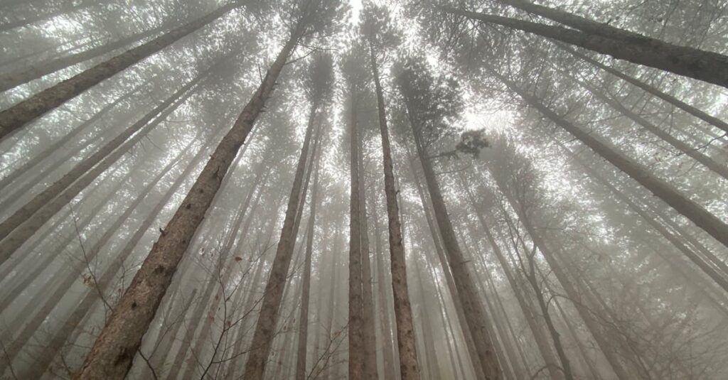 Daemons of the Shadow Realm: nova promessa entre os shonen populares