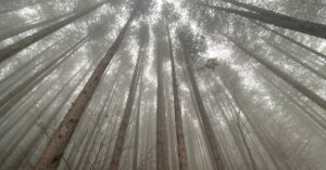 Daemons of the Shadow Realm: nova promessa entre os shonen populares