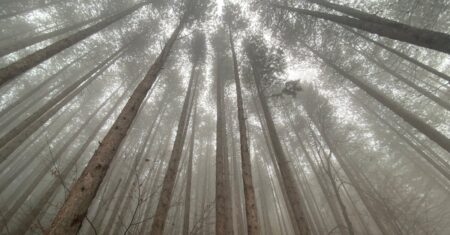 Daemons of the Shadow Realm: nova promessa entre os shonen populares